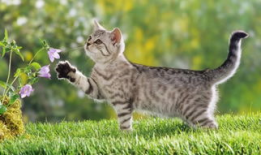 猫的次元吃瓜爆料,揭秘娱乐圈那些不为人知的秘密